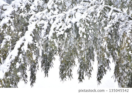 積雪 積雪 135045542
