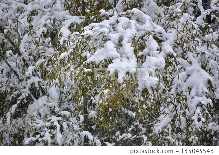 積雪 積雪 135045543