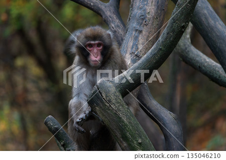 Japanese macaque sitting on a tree with a blurred background 135046210