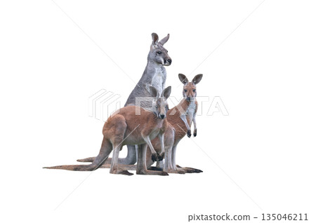 family of red kangaroo isolated on white background 135046211