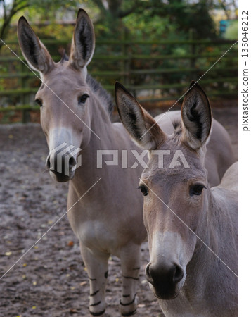 two donkeys on a farm on a broken background two donkeys on a farm on a broken background 135046212
