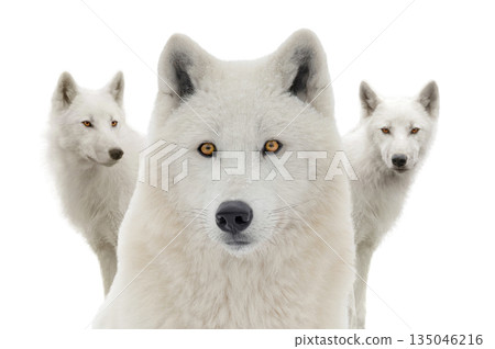 Arctic wolves isolated on white background Arctic wolves isolated on white background 135046216