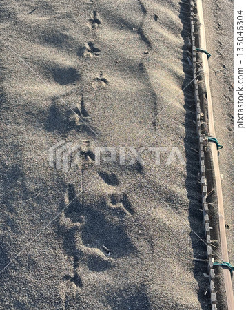 Bird footprints left on the sandy beach Bird footprints left on the sandy beach 135046304
