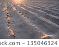 傍晚的陽光下，風吹起的沙丘顯露出來。 135046324