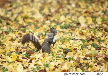 秋天森林裡的北海道松鼠 秋天森林裡的北海道松鼠 135046549