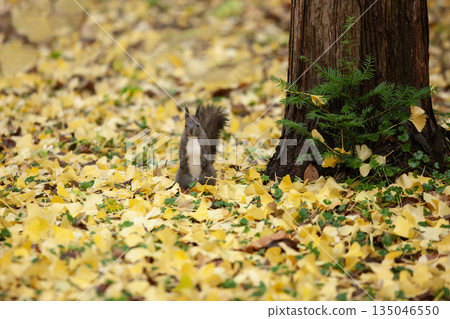 秋天森林裡的北海道松鼠 135046550