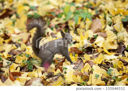 Hokkaido squirrel in autumn forest 135046552