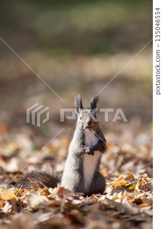 秋天森林裡的北海道松鼠 135046554