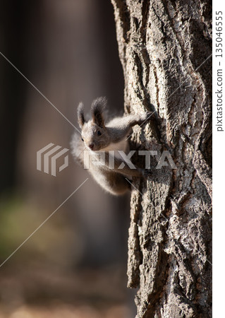 Hokkaido squirrel in autumn forest Hokkaido squirrel in autumn forest 135046555