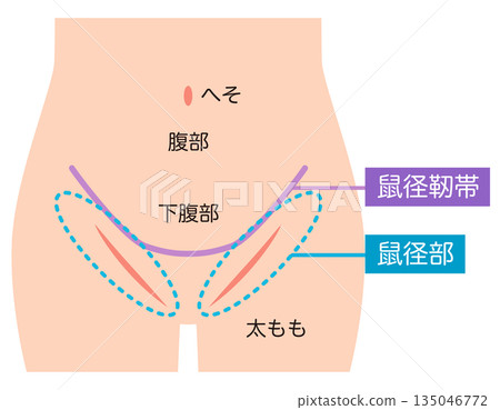 腹部、下腹部、腹股溝、腹股溝韌帶 腹部、下腹部、腹股溝、腹股溝韌帶 135046772