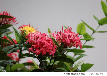 Blooming landscape of Ixora flowers with green leaves and red petals 135046793