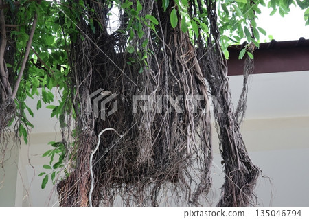 A tropical landscape with a large banyan tree A tropical landscape with a large banyan tree 135046794