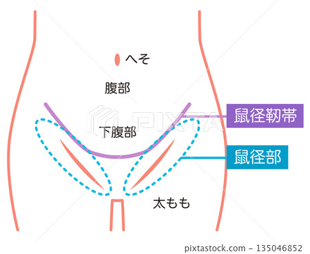 腹部、下腹部、腹股溝、腹股溝韌帶 腹部、下腹部、腹股溝、腹股溝韌帶 135046852