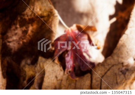 Close-up of fallen leaf on tree trunk 135047315