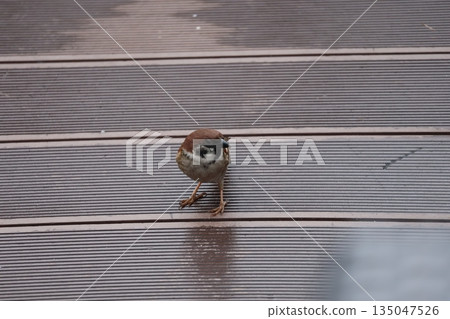 A scene with a sparrow on a wooden floor A scene with a sparrow on a wooden floor 135047526
