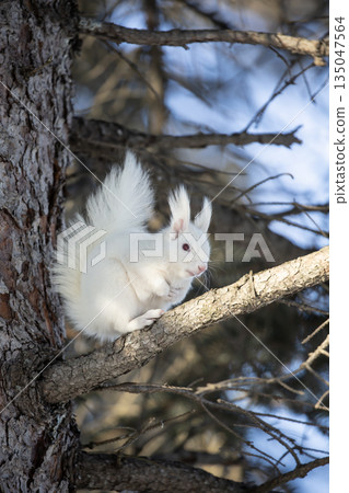 The forest where the white squirrel lives The forest where the white squirrel lives 135047564