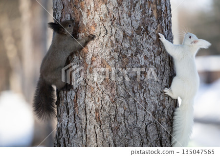 The forest where the white squirrel lives 135047565