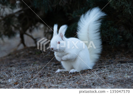 The forest where the white squirrel lives 135047570