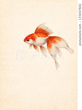 金魚夏季賀卡 135047602