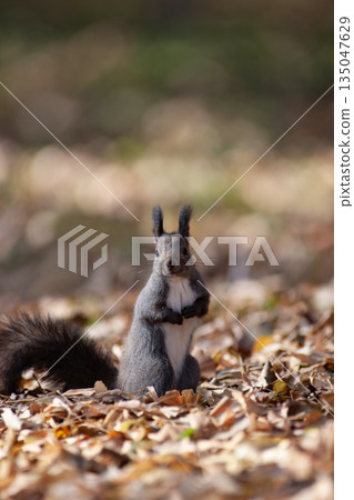 Hokkaido squirrel in autumn forest Hokkaido squirrel in autumn forest 135047629