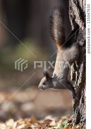 Hokkaido squirrel in autumn forest 135047630