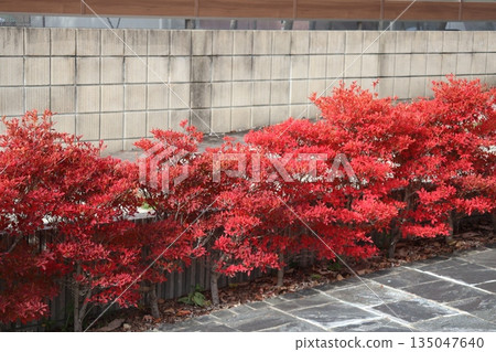 景觀中有磚牆和紅葉吊鐘花(Enkianthus campanulatus)。 景觀中有磚牆和紅葉吊鐘花(Enkianthus campanulatus)。 135047640