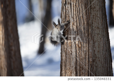 Hokkaido squirrel in a snowy landscape Hokkaido squirrel in a snowy landscape 135048331