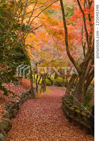 Kyoto Kitano Tenmangu Shrine Momiji Garden: A tunnel of autumn leaves and a carpet of fallen leaves 135048346