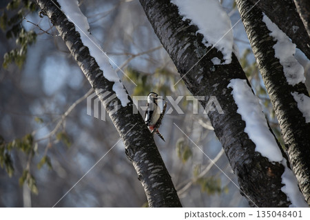 Great Spotted Woodpecker in winter forest Great Spotted Woodpecker in winter forest 135048401