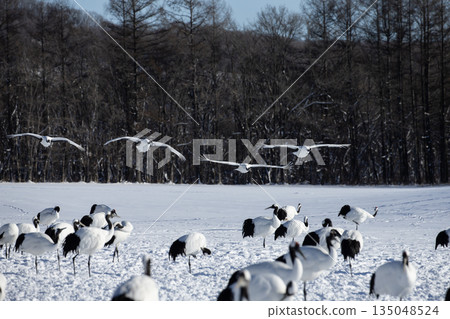 雪場裡的丹頂鶴 雪場裡的丹頂鶴 135048524