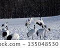 雪場裡的丹頂鶴 135048530