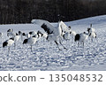 雪場裡的丹頂鶴 135048532
