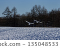 雪場裡的丹頂鶴 135048533