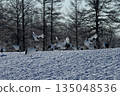 雪場裡的丹頂鶴 135048536