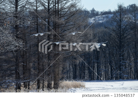 雪場裡的丹頂鶴 135048537