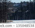 雪場裡的丹頂鶴 135048538