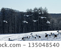 雪場裡的丹頂鶴 135048540