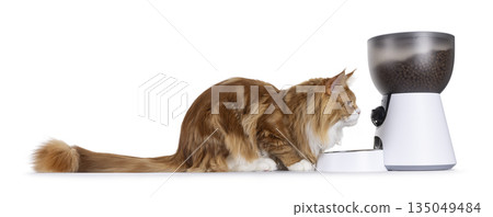 Cat and automatic feeder on white Cat and automatic feeder on white 135049484