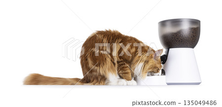 Cat and automatic feeder on white Cat and automatic feeder on white 135049486