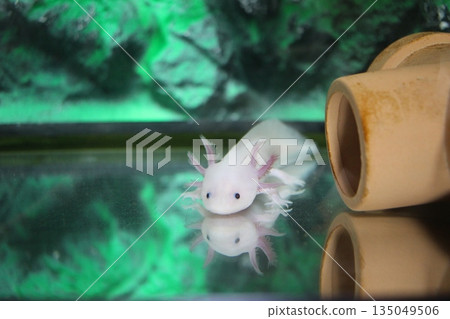Axolotl Mexican salamander 135049506