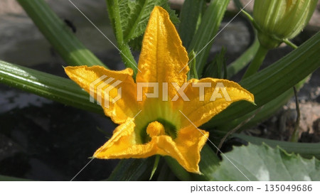 西葫蘆花 西葫蘆花 135049686