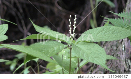 Futari Shizu 之花 135049687