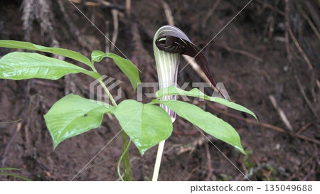 Flower of a cockroach 135049688