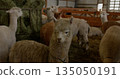 Alpacas gathered inside barn on farm eating hay. Rustic setting showcases community and livestock. Cozy and serene atmosphere of rural farming life. 135050191