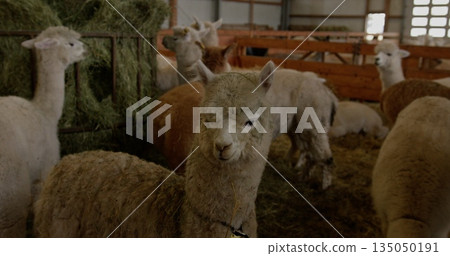 Alpacas gathered inside barn on farm eating hay. Rustic setting showcases community and livestock. Cozy and serene atmosphere of rural farming life. 135050191