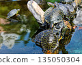 Turtles climbing up a tree and sunbathing 135050304