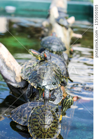 烏龜爬上樹曬太陽_垂直 135050305