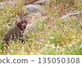 A baby monkey croaking with its mouth open among the flowers 135050308
