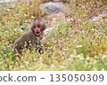 A baby monkey looking back and crying among the flowers 135050309