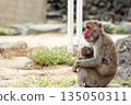 A mother and child monkey sitting and looking ahead while holding a baby 135050311